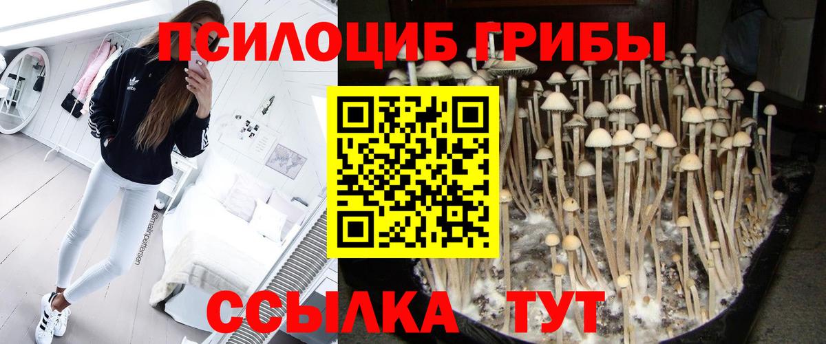 Можайск  Псилоцибиновые грибы прущие грибы  Вход с VPN 